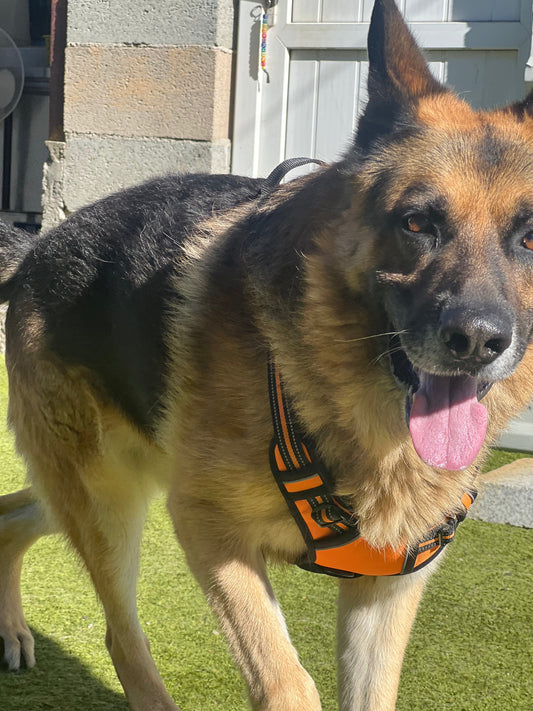 Pourquoi mon chien tire en laisse ? (et comment l'arrêter sans le forcer)