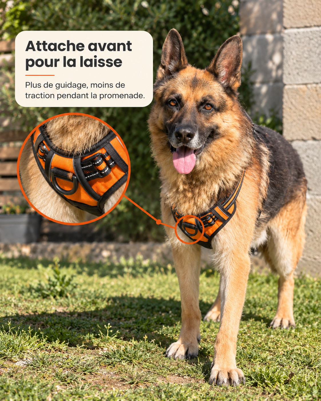 Harnais anti-traction pour chien à clip frontal