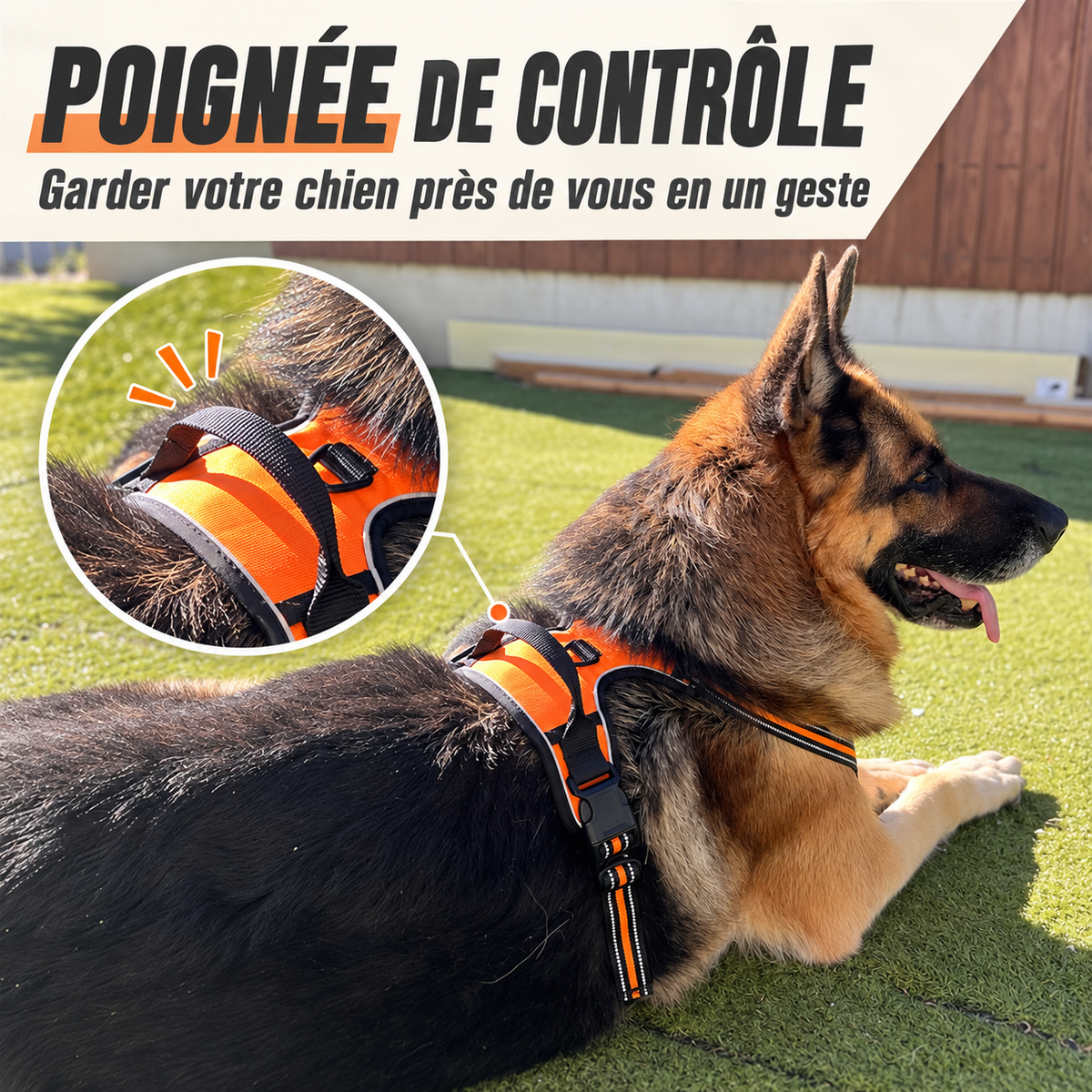 Harnais anti-traction pour chien à clip frontal